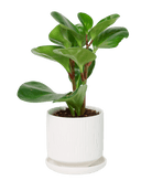 Virago 3.5" Porcelain Pot With Drainage Hole And Saucer - Chive US Wholesale