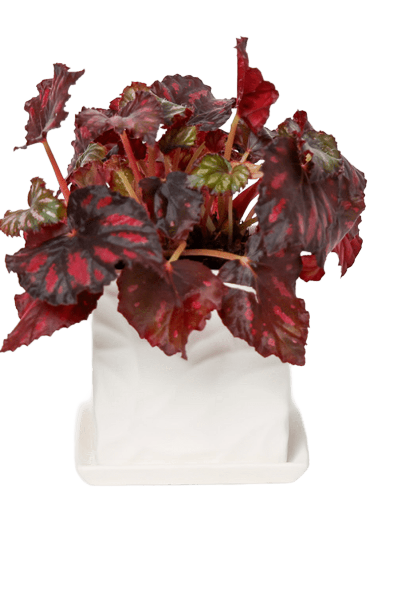 Virago 3.5" Porcelain Pot With Drainage Hole And Saucer - Chive US Wholesale