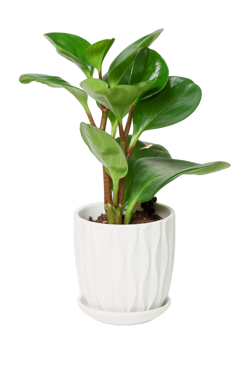 Virago 3.5" Porcelain Pot With Drainage Hole And Saucer - Chive US Wholesale