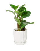 Virago 3.5" Porcelain Pot With Drainage Hole And Saucer - Chive US Wholesale