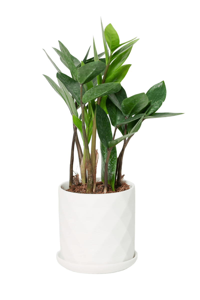 Virago 3.5" Porcelain Pot With Drainage Hole And Saucer - Chive US Wholesale