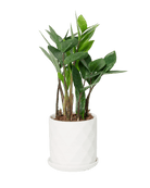Virago 3.5" Porcelain Pot With Drainage Hole And Saucer - Chive US Wholesale