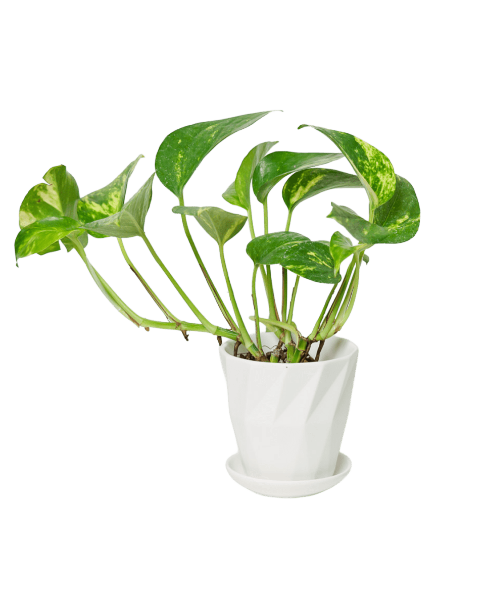 Virago 3.5" Porcelain Pot With Drainage Hole And Saucer - Chive US Wholesale