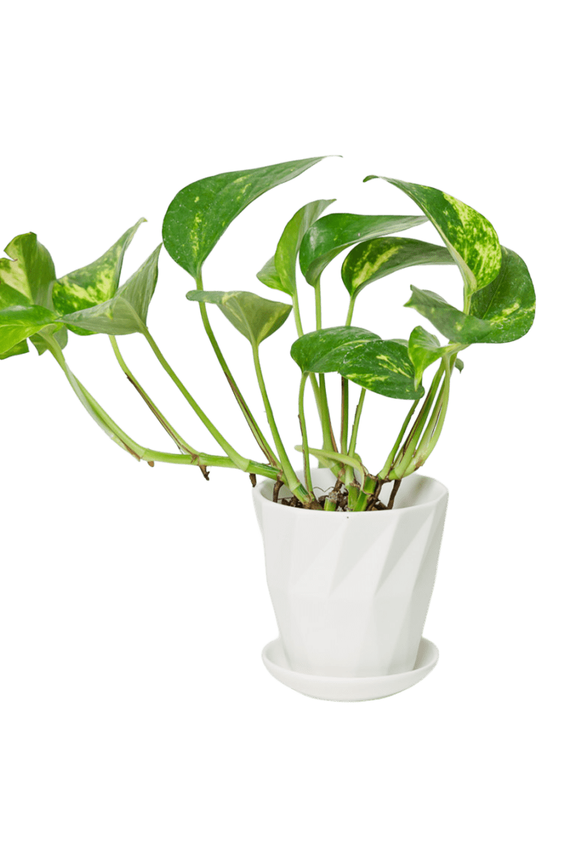 Virago 3.5" Porcelain Pot With Drainage Hole And Saucer - Chive US Wholesale