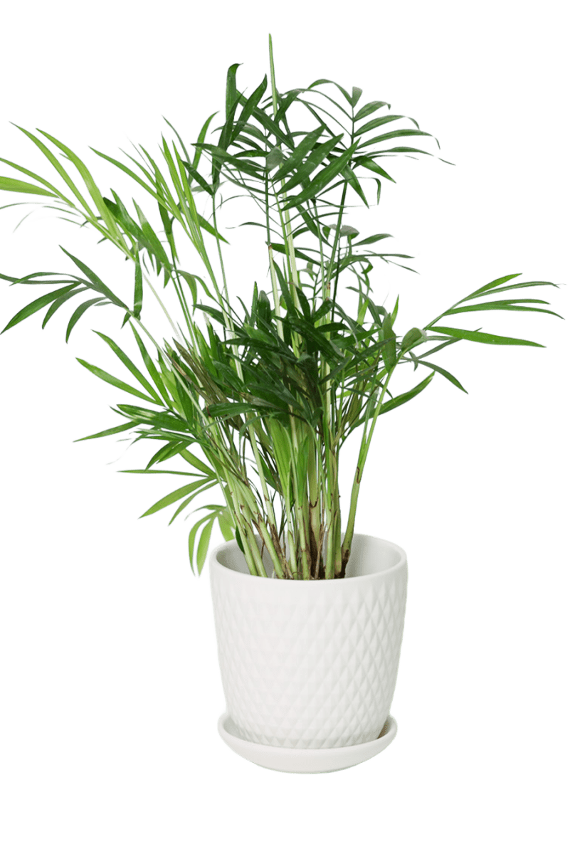 Virago 3.5" Porcelain Pot With Drainage Hole And Saucer - Chive US Wholesale