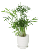 Virago 3.5" Porcelain Pot With Drainage Hole And Saucer - Chive US Wholesale