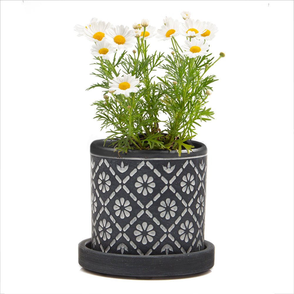 Balter Ceramic Pot And Saucer Kits - Chive US Wholesale