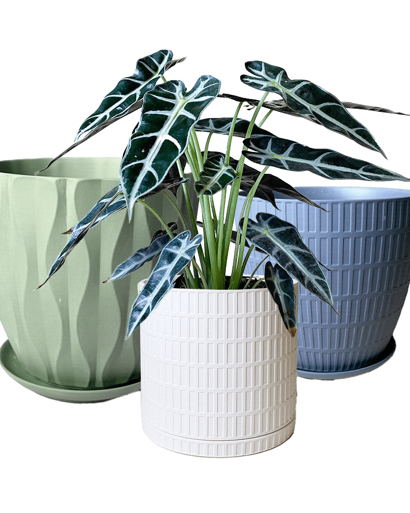 Virago Porcelain Pot With Drainage Hole And Saucer Sets - Chive US Wholesale