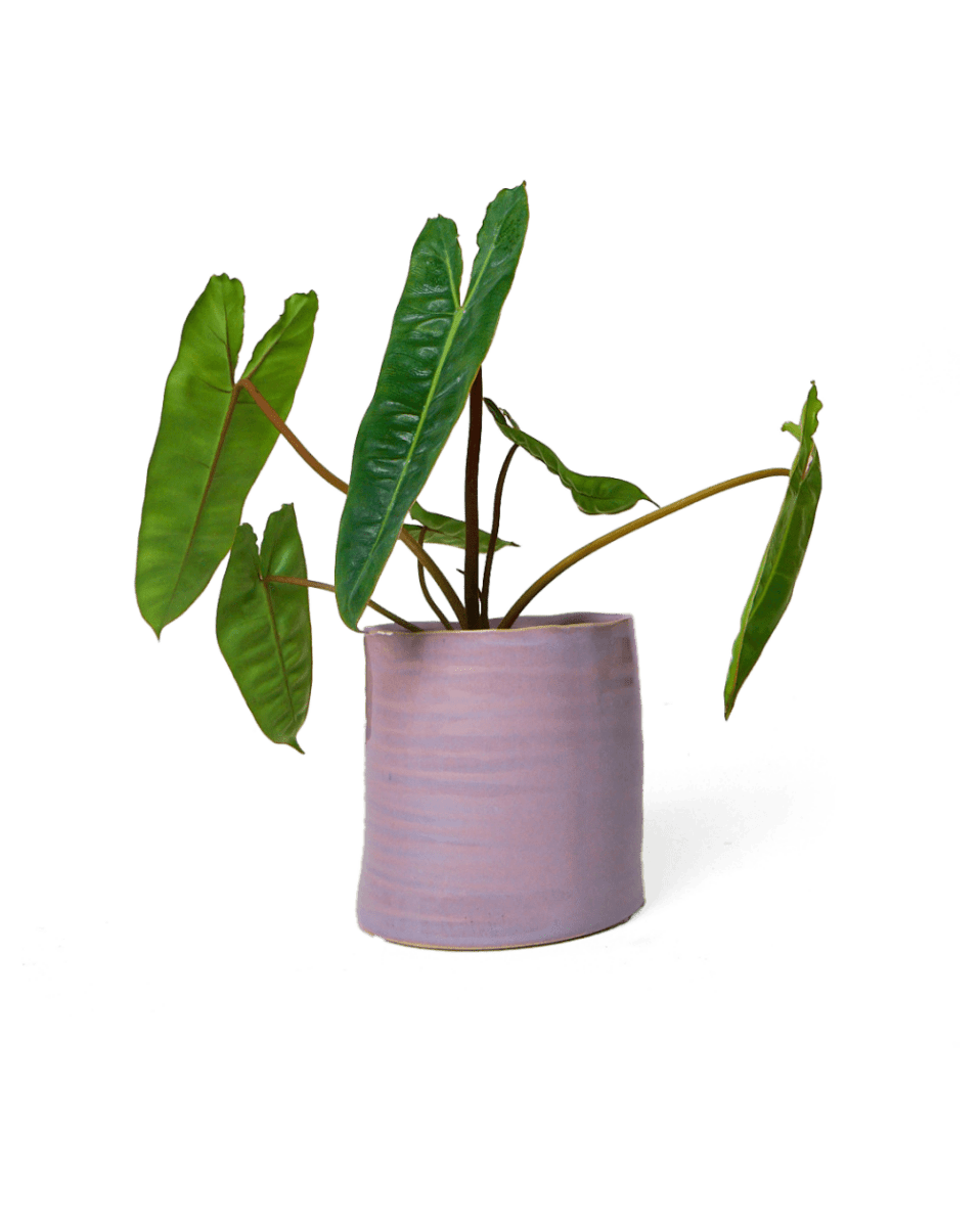 Channa Ceramic Planter Pot - Chive US Wholesale