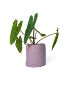 Channa Ceramic Planter Pot - Chive US Wholesale