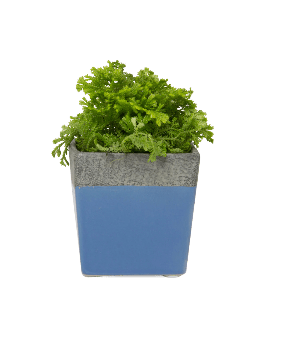 Duo Ceramic Planter With Drainage Hole And Saucer - Chive US Wholesale