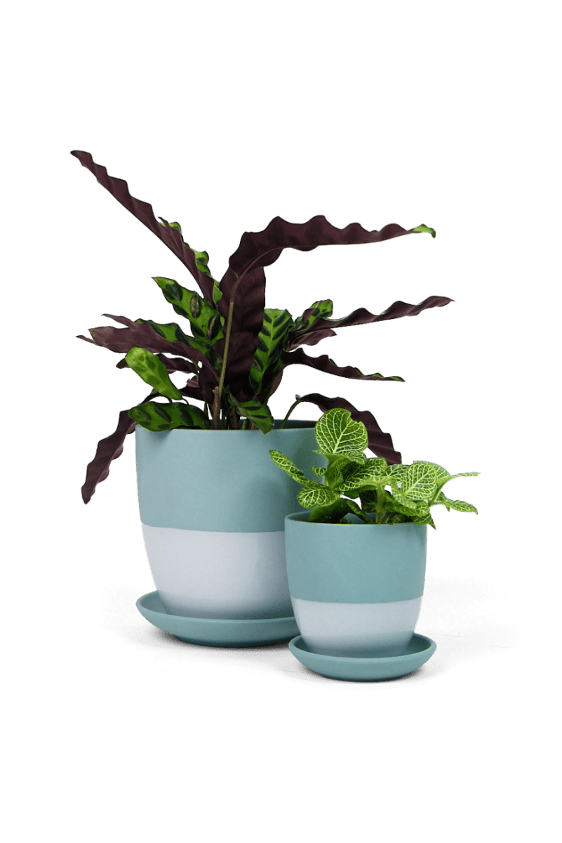 Dyad Porcelain Modern Indoor Plant Pot With Saucer - Chive US Wholesale