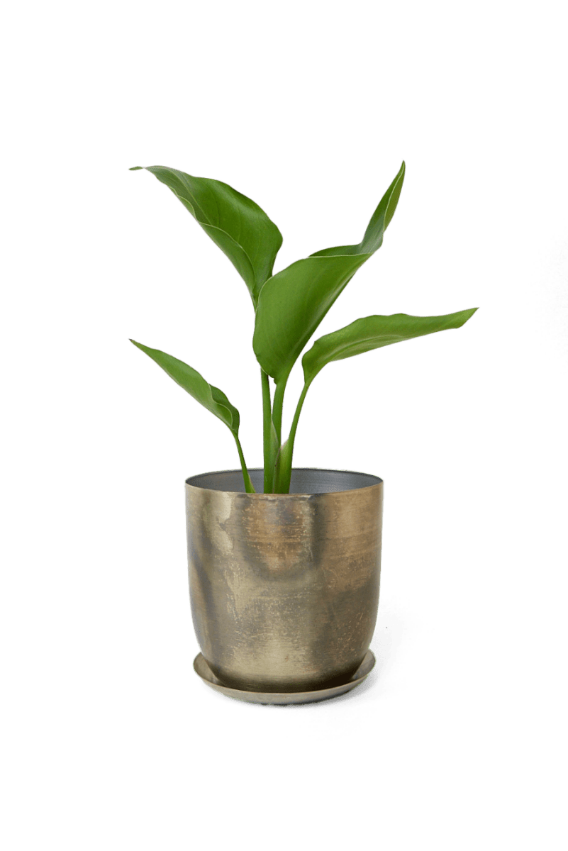 Joe Metal Pot With Drainage Hole - Chive US Wholesale
