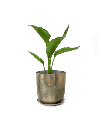 Joe Metal Pot With Drainage Hole - Chive US Wholesale