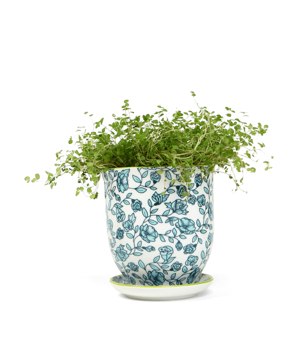 Liberte Porcelain Pot And Saucer Set With Drainage - Chive US Wholesale