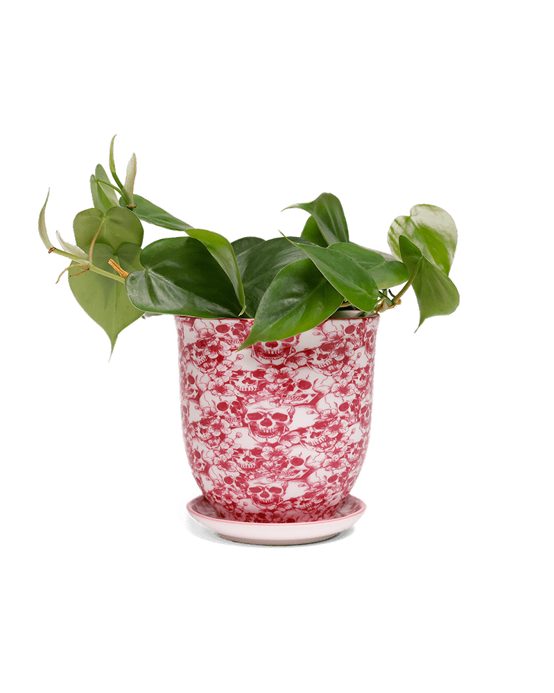 Liberte 5 Porcelain Pot And Saucer With Drainage - Chive US Wholesale