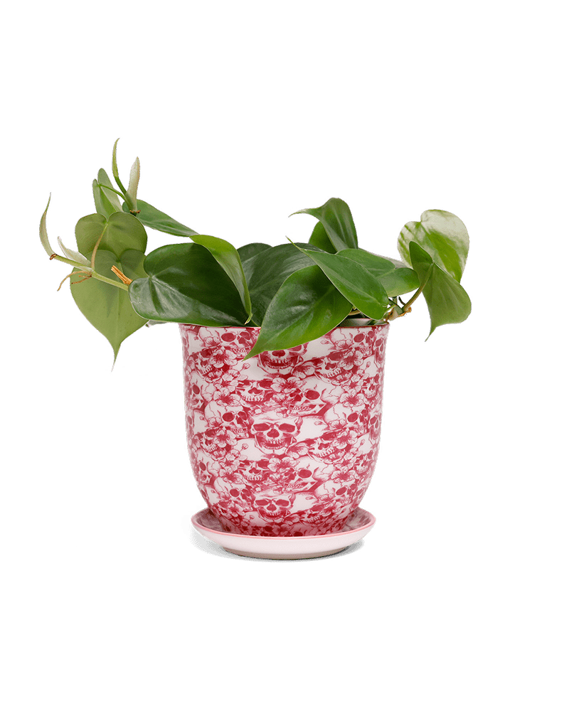 Liberte 5 Porcelain Pot And Saucer With Drainage - Chive US Wholesale