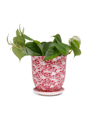 Liberte 5 Porcelain Pot And Saucer With Drainage - Chive US Wholesale