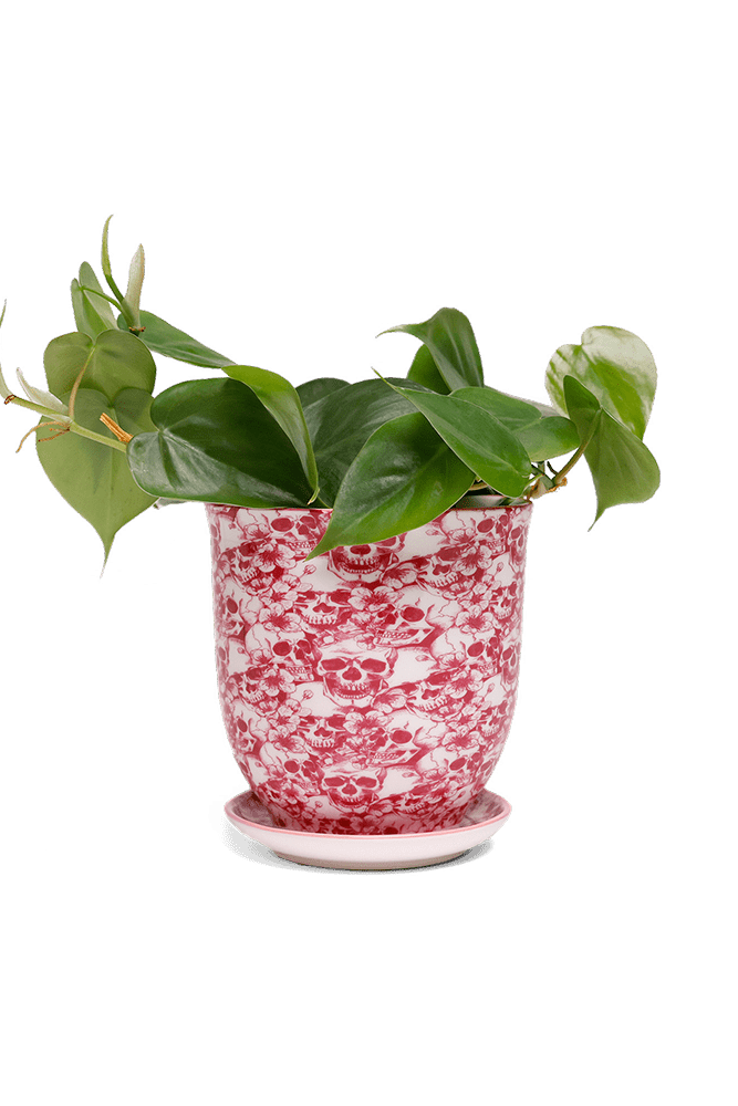 Liberte 5 Porcelain Pot And Saucer With Drainage - Chive US Wholesale