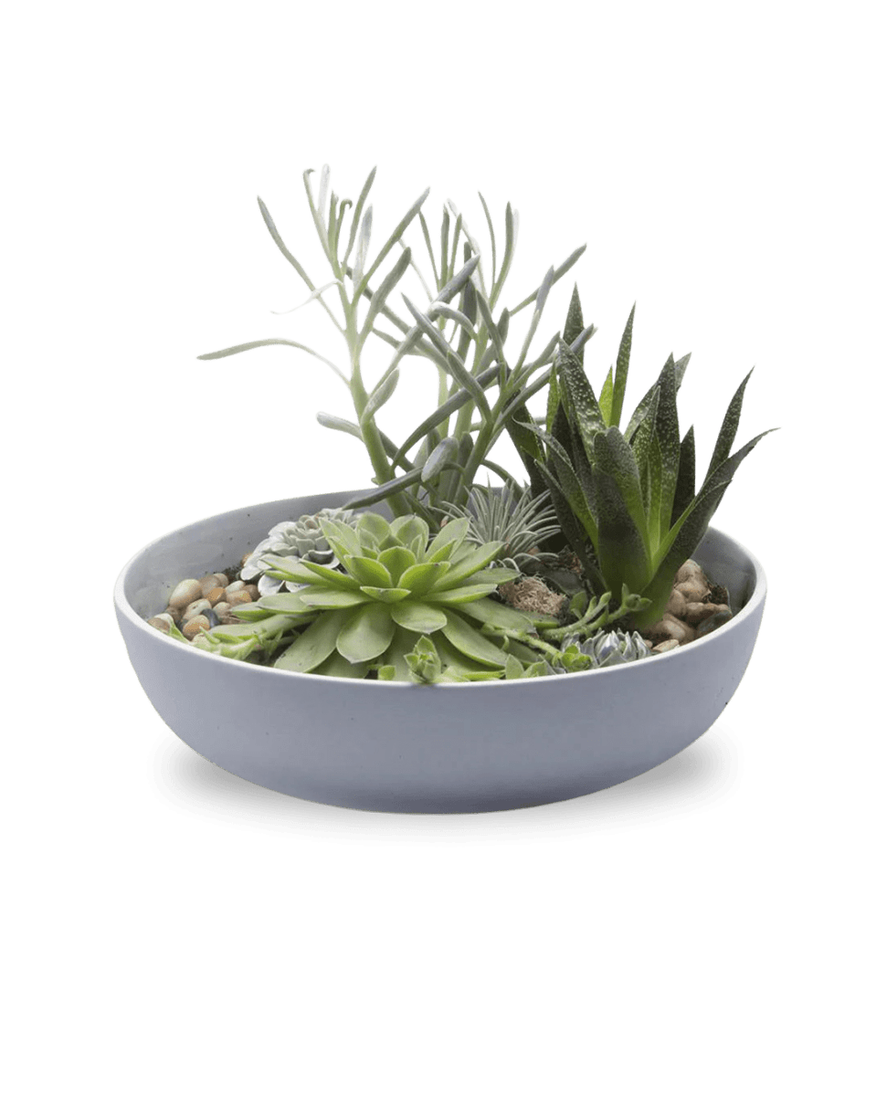 Moog Porcelain Succulent Garden Dish - Chive US Wholesale
