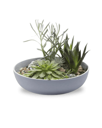Moog Porcelain Succulent Garden Dish - Chive US Wholesale