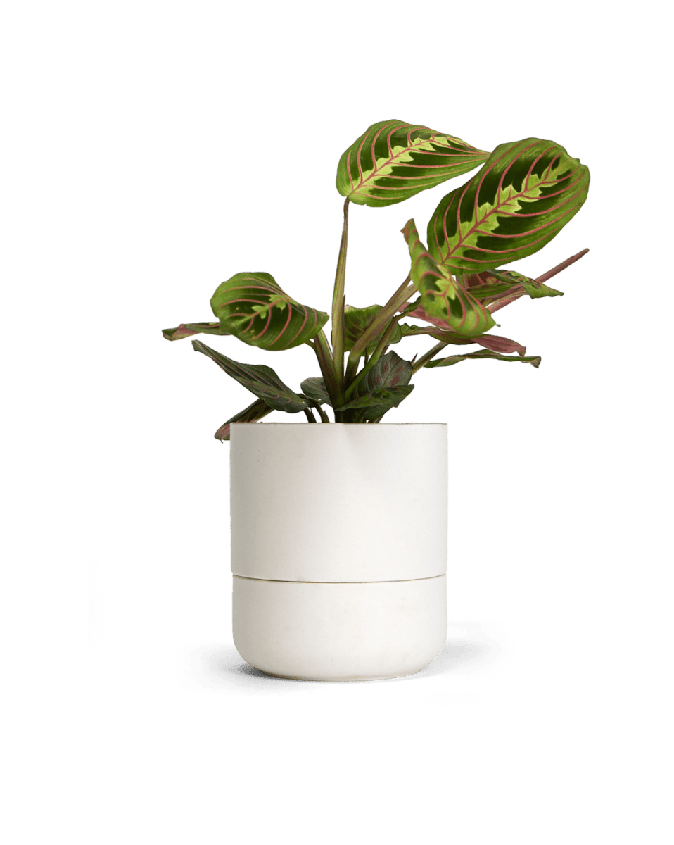 Ryan Self - Watering Plant Pots - Chive US Wholesale