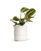 Ryan Self - Watering Plant Pots - Chive US Wholesale