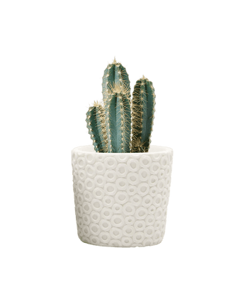 Stagma Resin Planter Pot - Chive US Wholesale