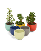 Succulent Cup Ceramic For Weddings - Chive US Wholesale