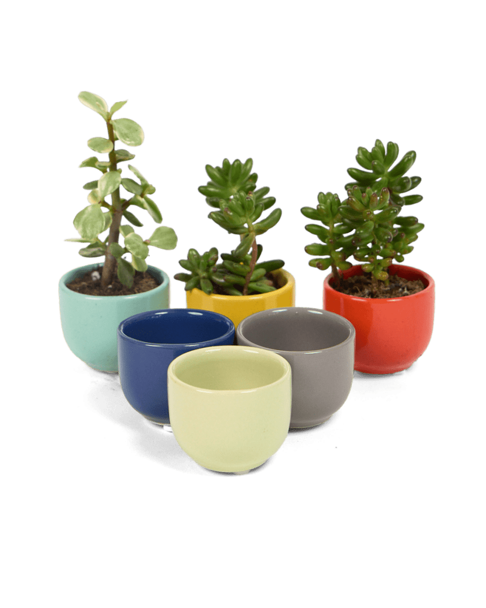 Succulent Cup Ceramic For Weddings - Chive US Wholesale