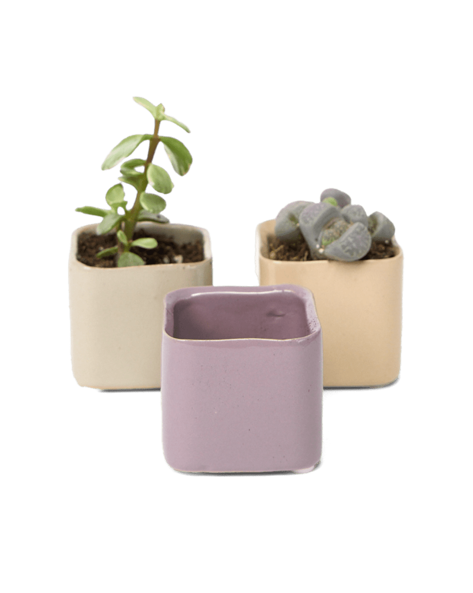 Svek Ceramic Indoor Succulent Pot - Chive US Wholesale