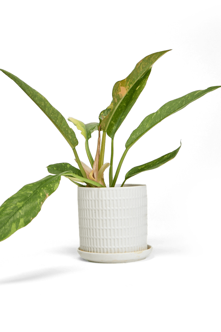 Virago 3.5" Porcelain Pot With Drainage Hole And Saucer - Chive US Wholesale