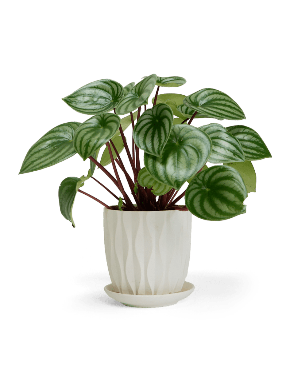 Virago 5" Porcelain Pot With Drainage Hole And Saucer - Chive US Wholesale