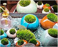 How to Build Your Own Terrarium