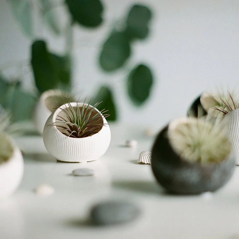 Terrariums - Chive US Wholesale
