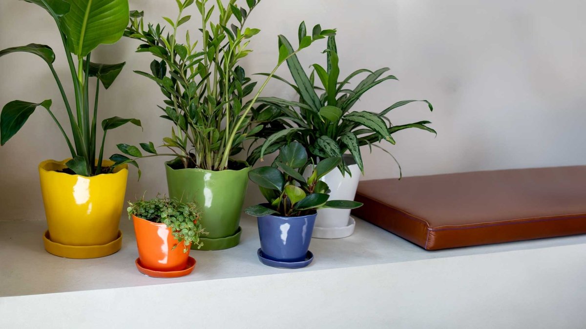All Pots - Chive US Wholesale