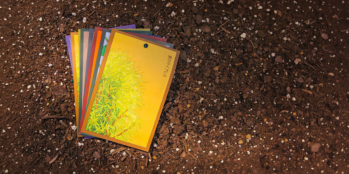 Houseplant Seeds — Indoor Varieties