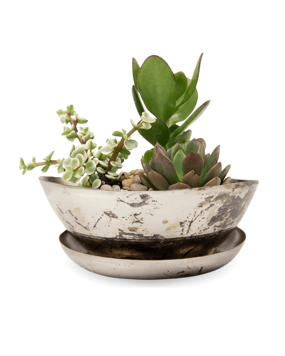 Topper Metal Succulent Dish - Chive US Wholesale