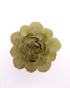 Ceramic Flowers With Keyhole For Hanging On Walls Collection 15 - Chive US Wholesale