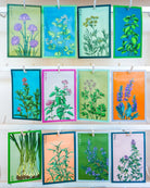 Herb Seeds Packets - 96pc Assortment 1 - Chive US Wholesale