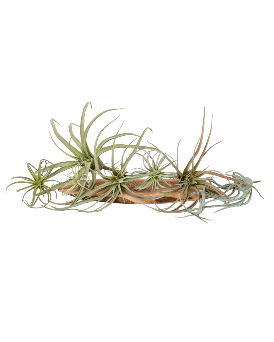 Air Plant Fake Lifelike Realistic Unkillable! - Chive US Wholesale