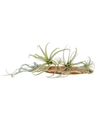 Air Plant Kit - Chive US Wholesale