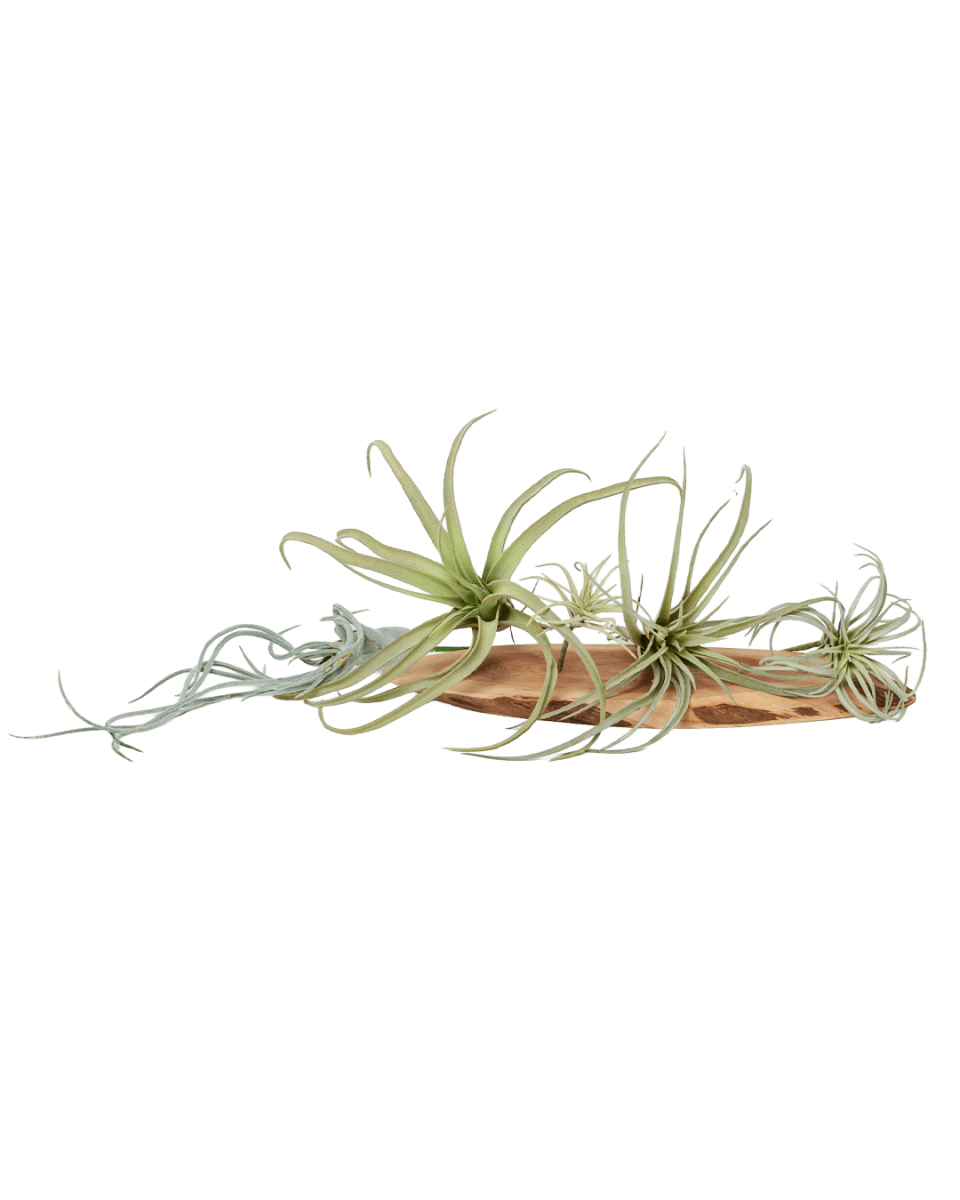 Air Plant Kit - Chive US Wholesale