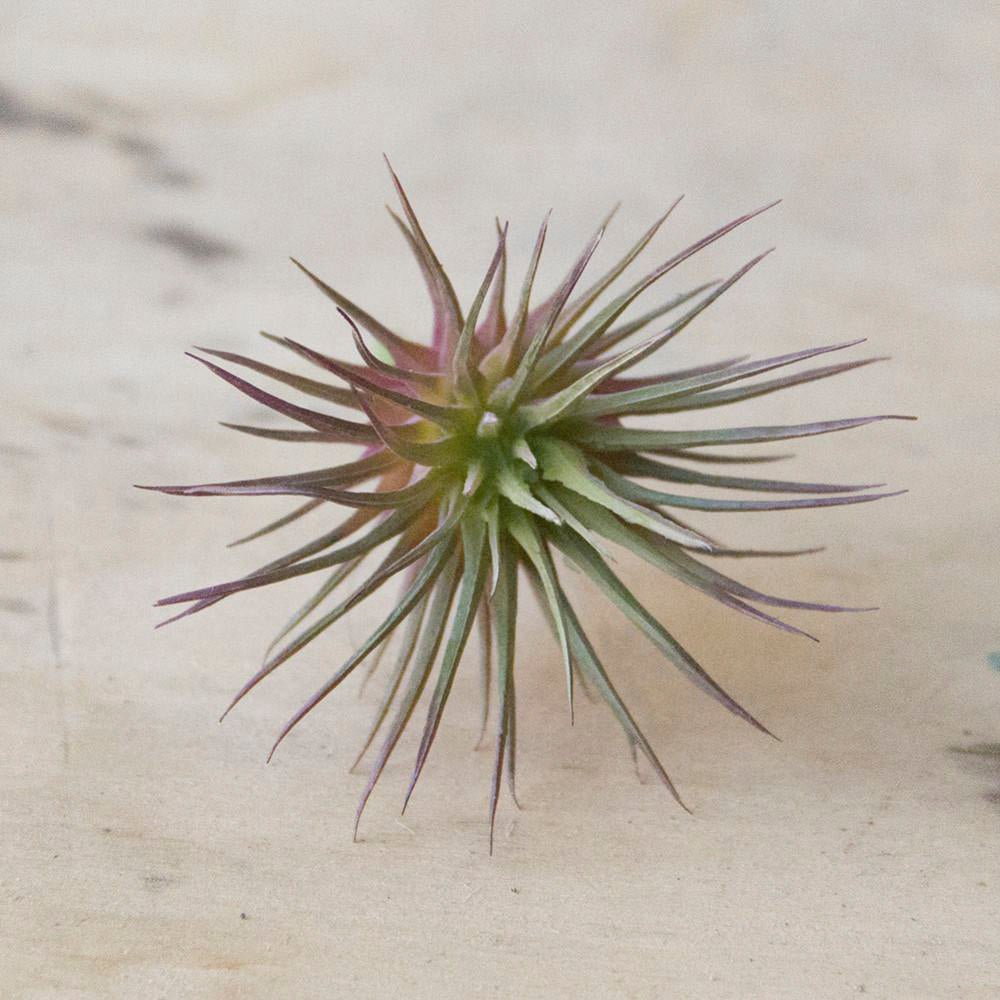 Air Plant Fake Lifelike Realistic Unkillable! - Chive US Wholesale