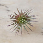 Air Plant Fake Lifelike Realistic Unkillable! - Chive US Wholesale