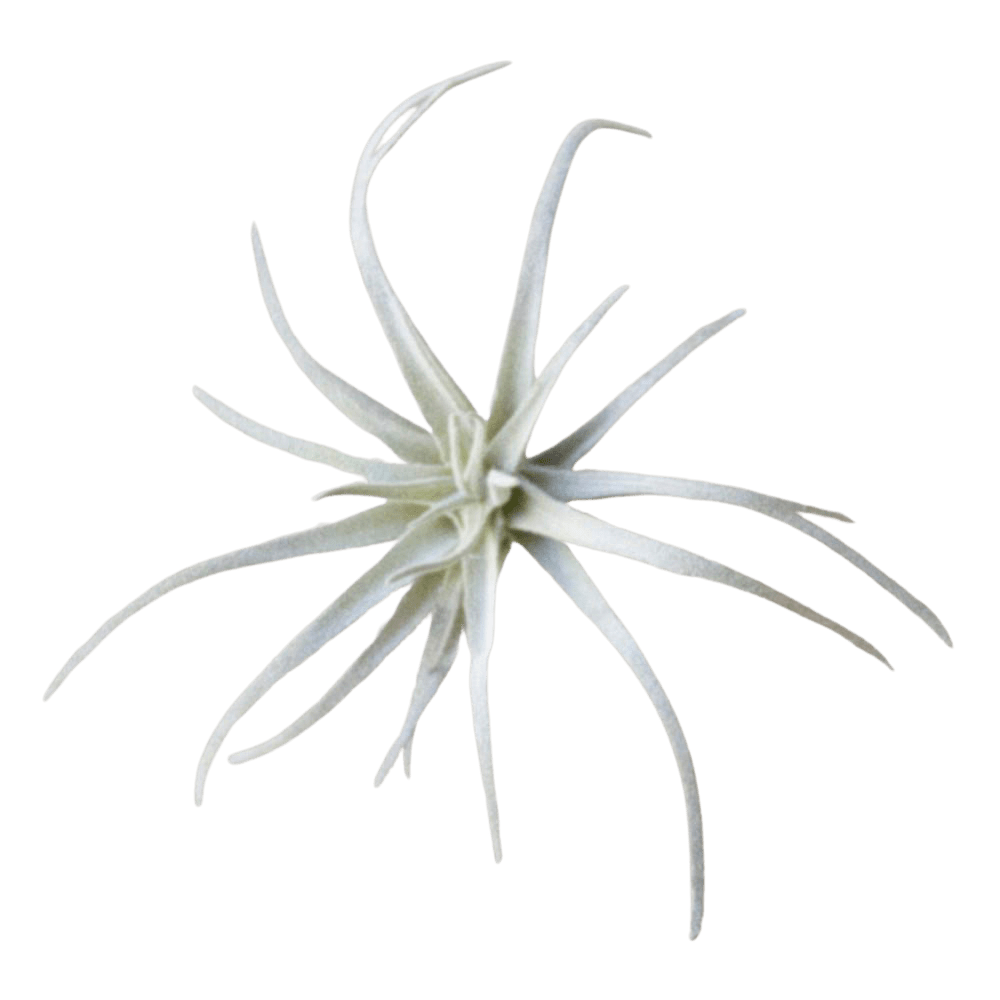 Air Plant Fake Lifelike Realistic Unkillable! - Chive US Wholesale