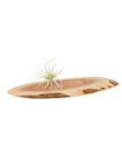 Air Plant Fake Lifelike Realistic Unkillable! - Chive US Wholesale
