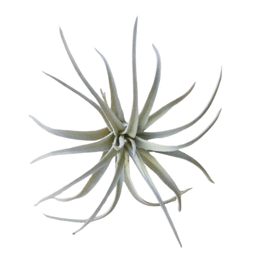 Air Plant Fake Lifelike Realistic Unkillable! - Chive US Wholesale
