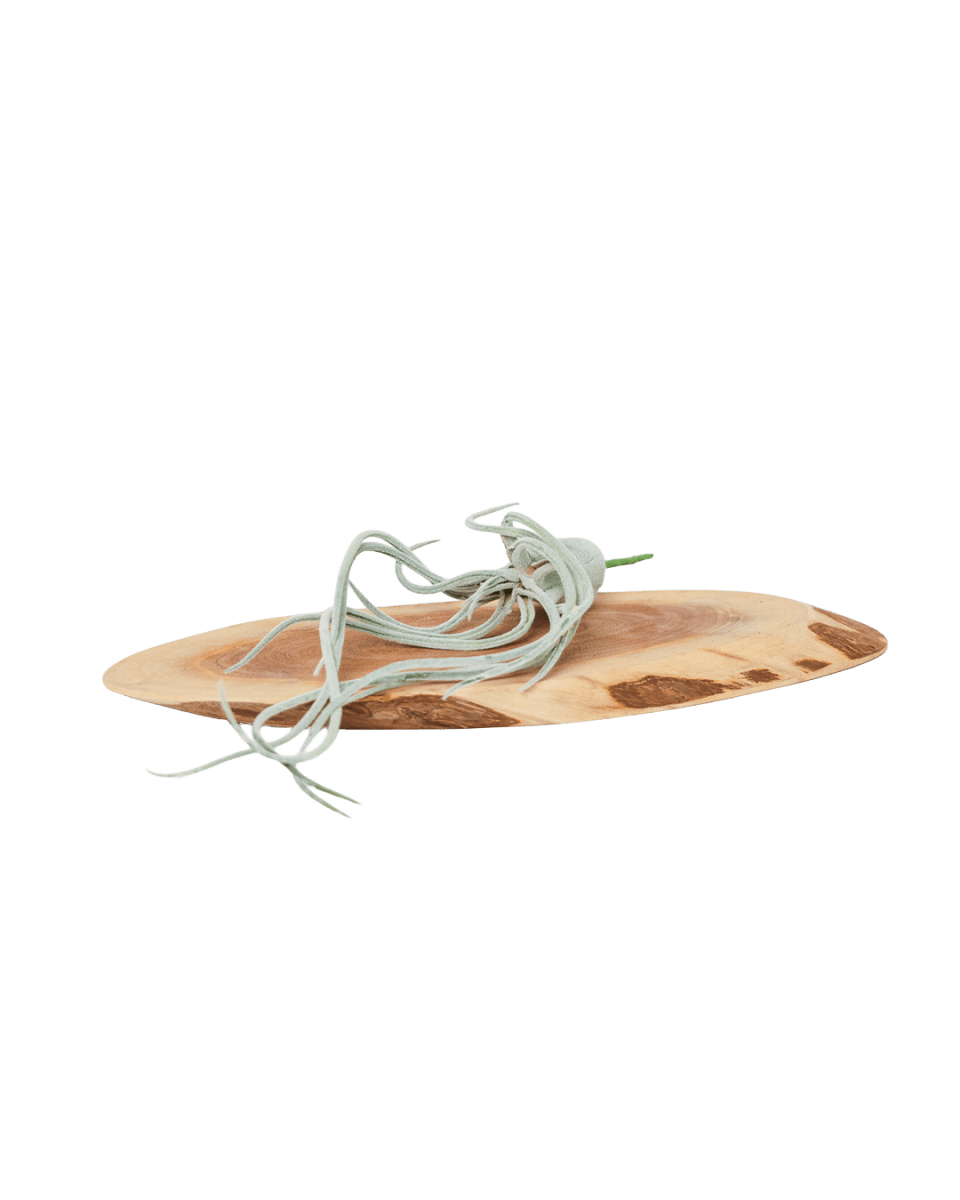 Air Plant Fake Lifelike Realistic Unkillable! - Chive US Wholesale