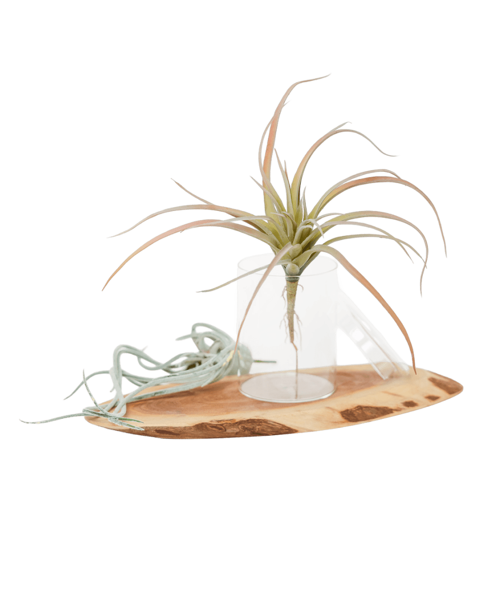 Air Plant Kit - Chive US Wholesale